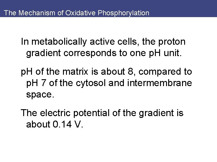 The Mechanism of Oxidative Phosphorylation In metabolically active cells, the proton gradient corresponds to