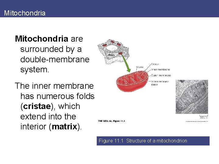 Mitochondria are surrounded by a double-membrane system. The inner membrane has numerous folds (cristae),