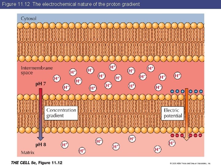 Figure 11. 12 The electrochemical nature of the proton gradient 