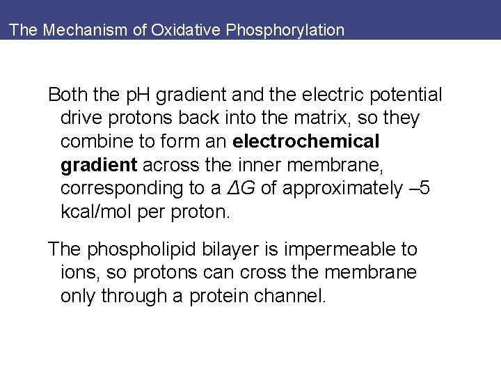 The Mechanism of Oxidative Phosphorylation Both the p. H gradient and the electric potential