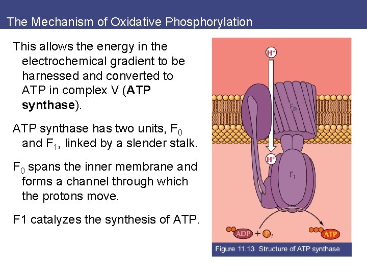 The Mechanism of Oxidative Phosphorylation This allows the energy in the electrochemical gradient to