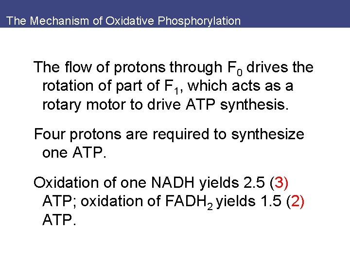 The Mechanism of Oxidative Phosphorylation The flow of protons through F 0 drives the