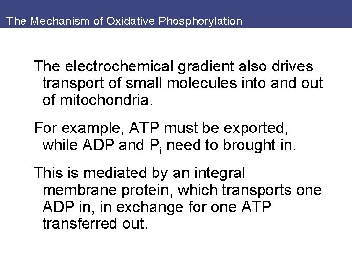 The Mechanism of Oxidative Phosphorylation The electrochemical gradient also drives transport of small molecules