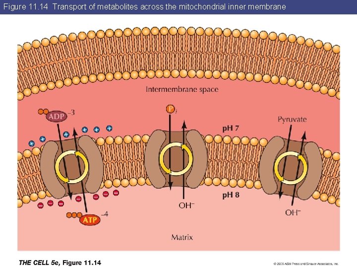 Figure 11. 14 Transport of metabolites across the mitochondrial inner membrane 