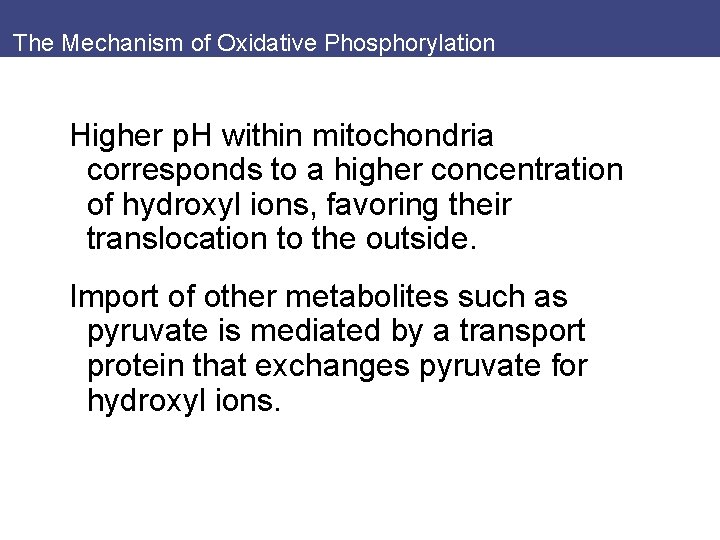 The Mechanism of Oxidative Phosphorylation Higher p. H within mitochondria corresponds to a higher