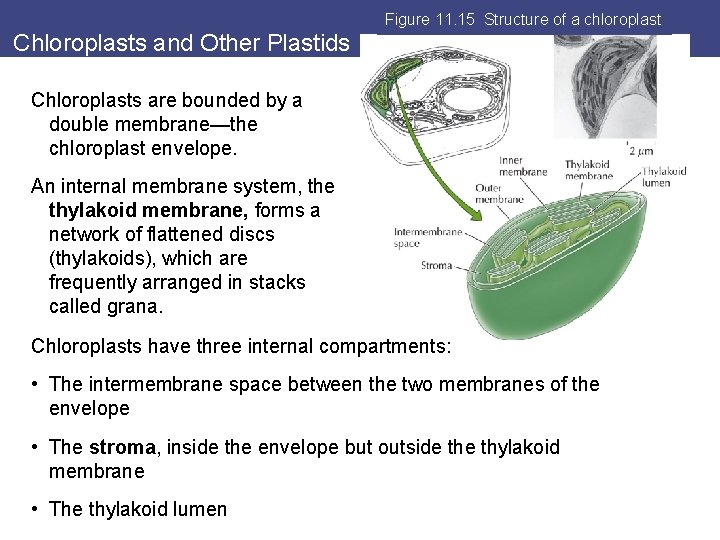 Figure 11. 15 Structure of a chloroplast Chloroplasts and Other Plastids Chloroplasts are bounded