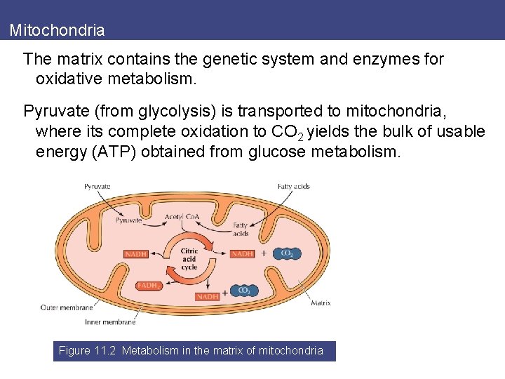 Mitochondria The matrix contains the genetic system and enzymes for oxidative metabolism. Pyruvate (from