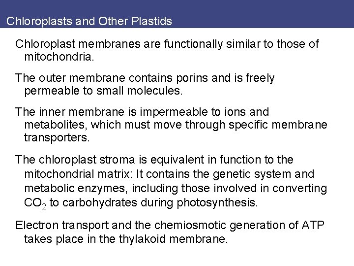 Chloroplasts and Other Plastids Chloroplast membranes are functionally similar to those of mitochondria. The
