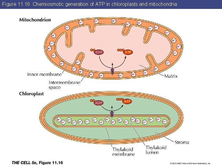 Figure 11. 16 Chemiosmotic generation of ATP in chloroplasts and mitochondria 