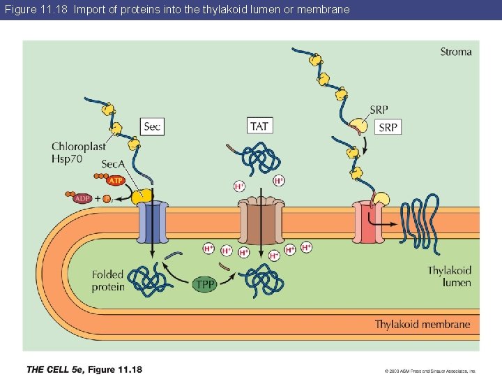 Figure 11. 18 Import of proteins into the thylakoid lumen or membrane 