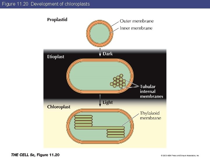 Figure 11. 20 Development of chloroplasts 
