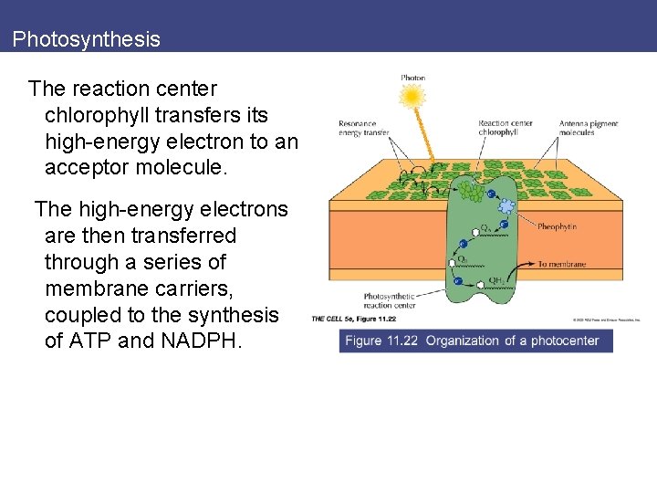 Photosynthesis The reaction center chlorophyll transfers its high-energy electron to an acceptor molecule. The