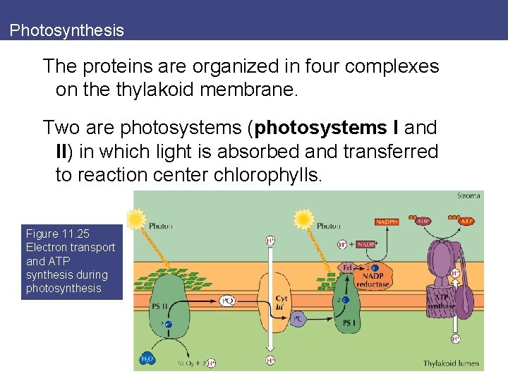 Photosynthesis The proteins are organized in four complexes on the thylakoid membrane. Two are