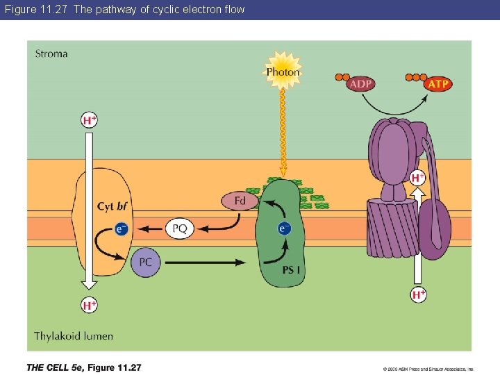 Figure 11. 27 The pathway of cyclic electron flow 