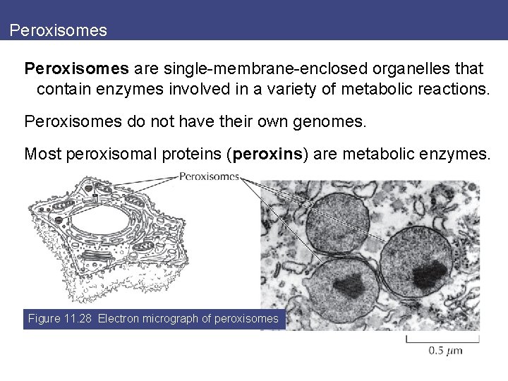 Peroxisomes are single-membrane-enclosed organelles that contain enzymes involved in a variety of metabolic reactions.