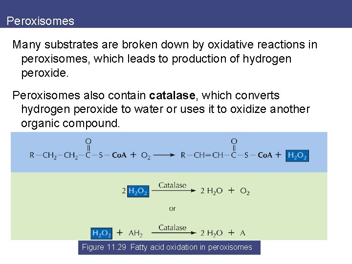 Peroxisomes Many substrates are broken down by oxidative reactions in peroxisomes, which leads to