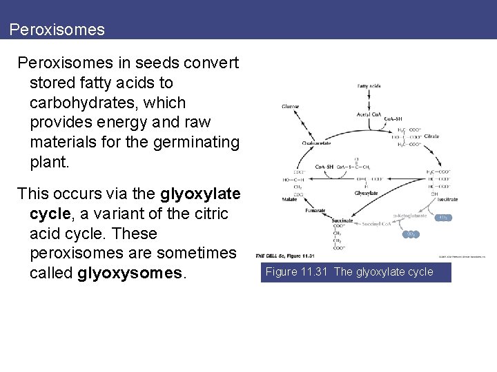 Peroxisomes in seeds convert stored fatty acids to carbohydrates, which provides energy and raw