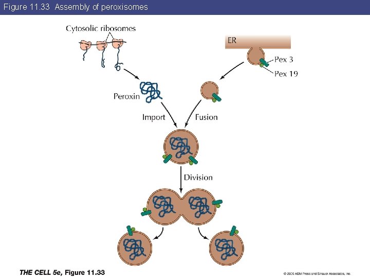 Figure 11. 33 Assembly of peroxisomes 