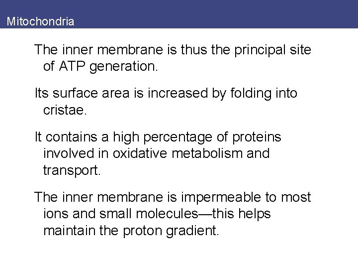 Mitochondria The inner membrane is thus the principal site of ATP generation. Its surface