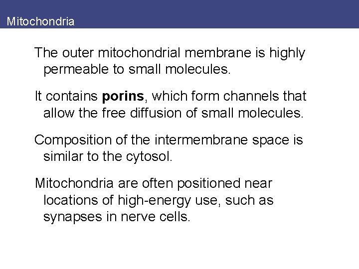 Mitochondria The outer mitochondrial membrane is highly permeable to small molecules. It contains porins,