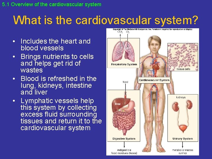 Chapter 5 Cardiovascular System Heart and Blood Vessels