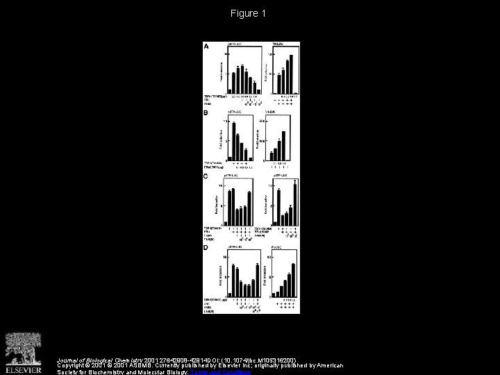 Figure 1 Journal of Biological Chemistry 2001 27642908 -42914 DOI: (10. 1074/jbc. M 105316200)