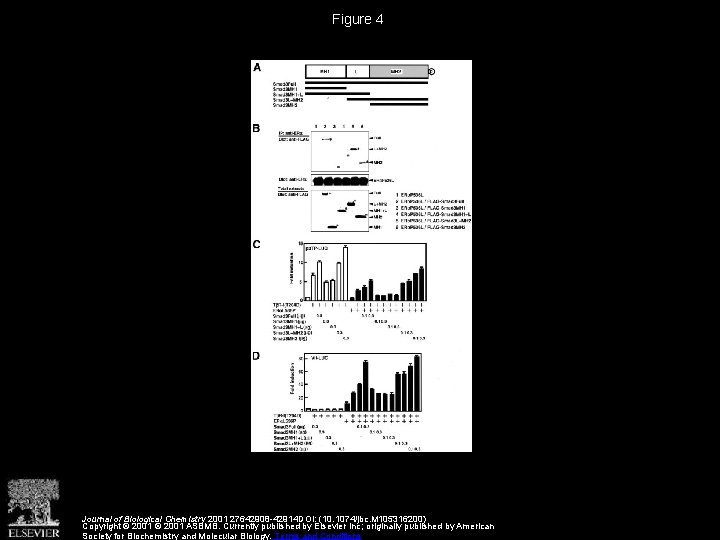 Figure 4 Journal of Biological Chemistry 2001 27642908 -42914 DOI: (10. 1074/jbc. M 105316200)