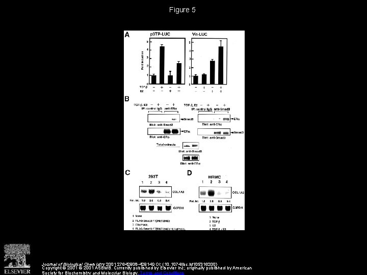 Figure 5 Journal of Biological Chemistry 2001 27642908 -42914 DOI: (10. 1074/jbc. M 105316200)