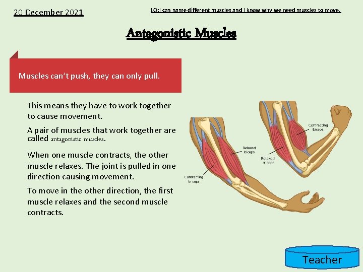 20 December 2021 LO: I can name different muscles and I know why we