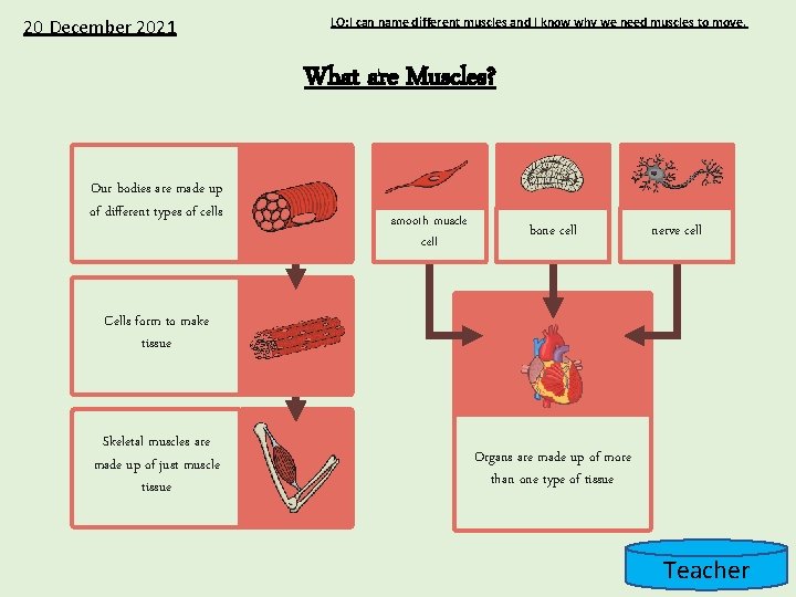 20 December 2021 LO: I can name different muscles and I know why we