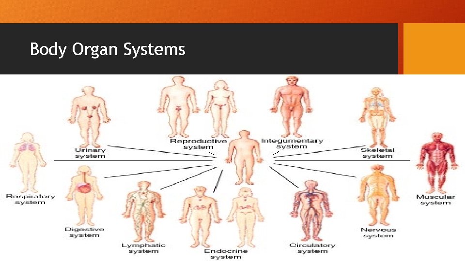 Body Organ Systems 