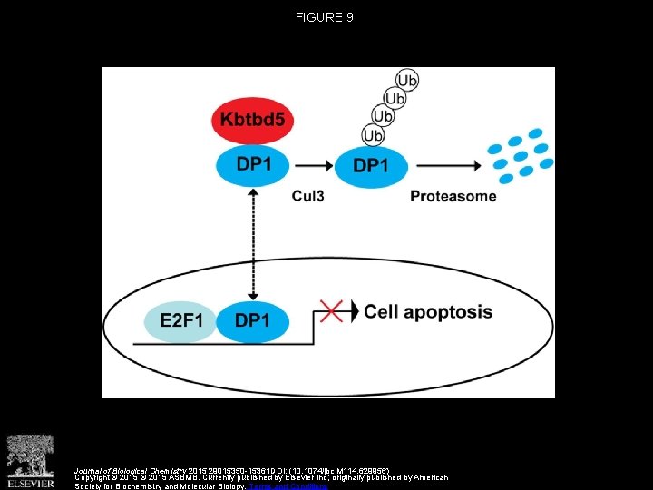 FIGURE 9 Journal of Biological Chemistry 2015 29015350 -15361 DOI: (10. 1074/jbc. M 114.