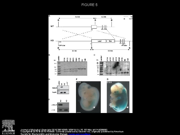 FIGURE 5 Journal of Biological Chemistry 2015 29015350 -15361 DOI: (10. 1074/jbc. M 114.