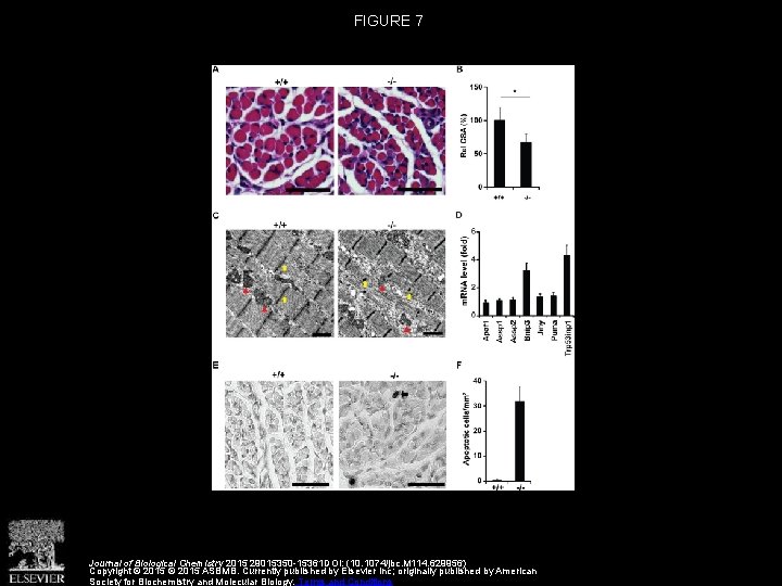 FIGURE 7 Journal of Biological Chemistry 2015 29015350 -15361 DOI: (10. 1074/jbc. M 114.