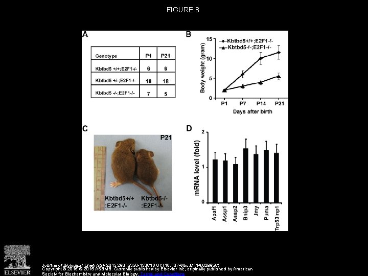 FIGURE 8 Journal of Biological Chemistry 2015 29015350 -15361 DOI: (10. 1074/jbc. M 114.