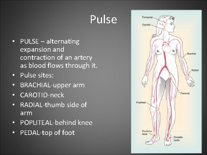 Pulse • PULSE – alternating expansion and contraction of an artery as blood flows