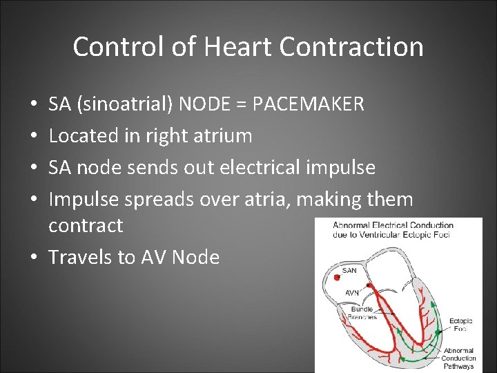 Control of Heart Contraction SA (sinoatrial) NODE = PACEMAKER Located in right atrium SA