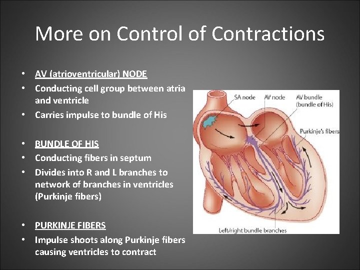 More on Control of Contractions • AV (atrioventricular) NODE • Conducting cell group between