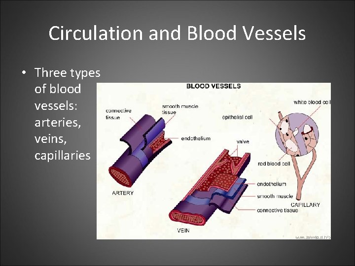 Circulation and Blood Vessels • Three types of blood vessels: arteries, veins, capillaries 