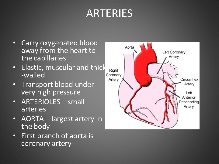 ARTERIES • Carry oxygenated blood away from the heart to the capillaries • Elastic,