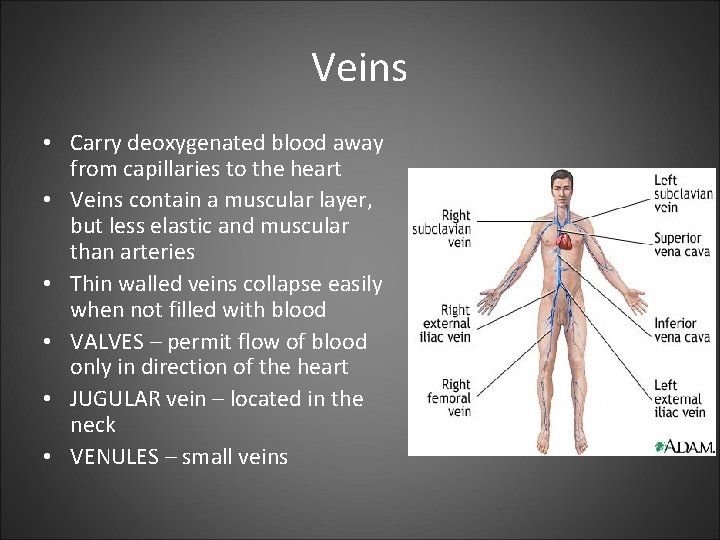 Veins • Carry deoxygenated blood away from capillaries to the heart • Veins contain