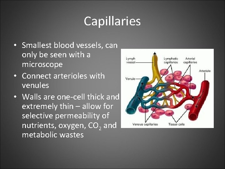 Capillaries • Smallest blood vessels, can only be seen with a microscope • Connect