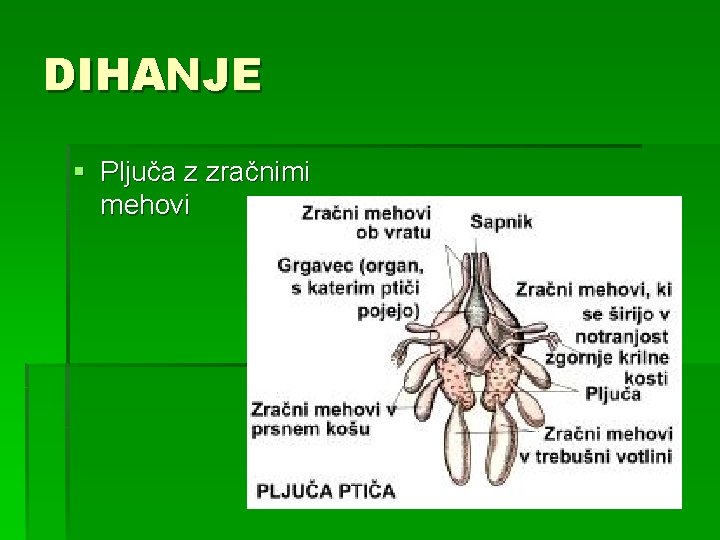 DIHANJE § Pljuča z zračnimi mehovi 