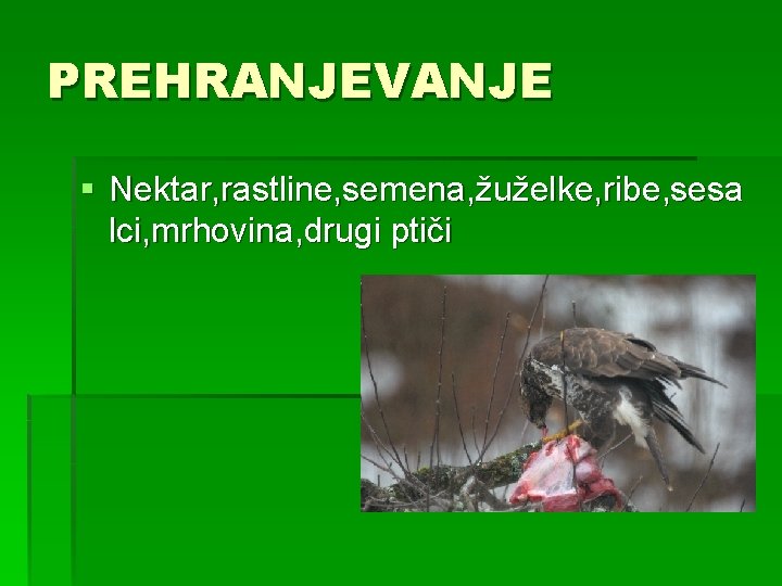 PREHRANJEVANJE § Nektar, rastline, semena, žuželke, ribe, sesa lci, mrhovina, drugi ptiči 