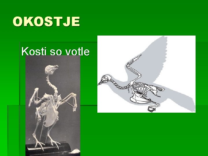 OKOSTJE Kosti so votle 