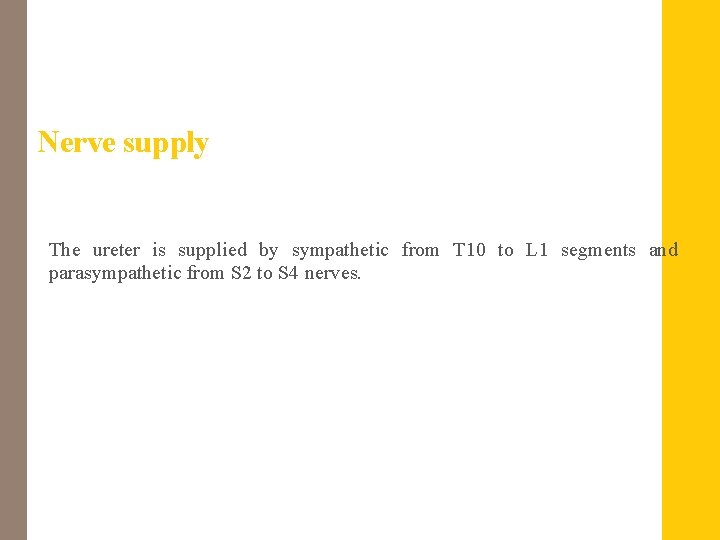 Nerve supply The ureter is supplied by sympathetic from T 10 to L 1