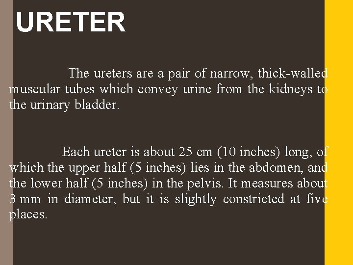 URETER The ureters are a pair of narrow, thick-walled muscular tubes which convey urine