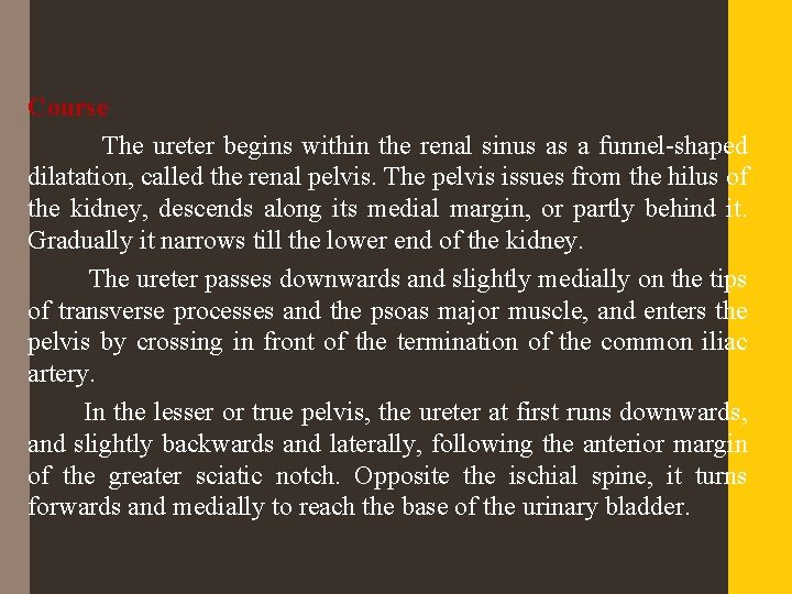 Course The ureter begins within the renal sinus as a funnel-shaped dilatation, called the