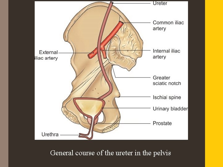 General course of the ureter in the pelvis 