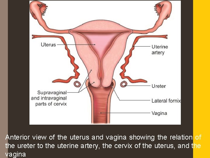 Anterior view of the uterus and vagina showing the relation of the ureter to